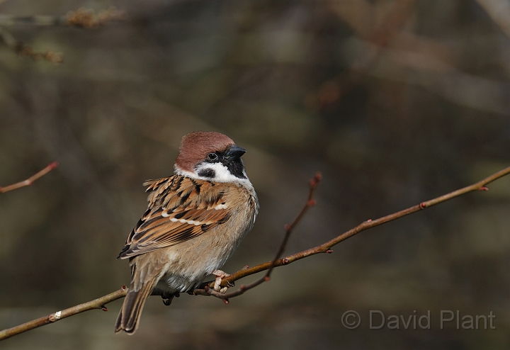 Tree sparrow - D.jpg - Tree sparrow - Leicestershire